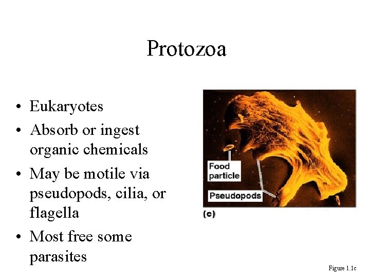 Protozoa • Eukaryotes • Absorb or ingest organic chemicals • May be motile via