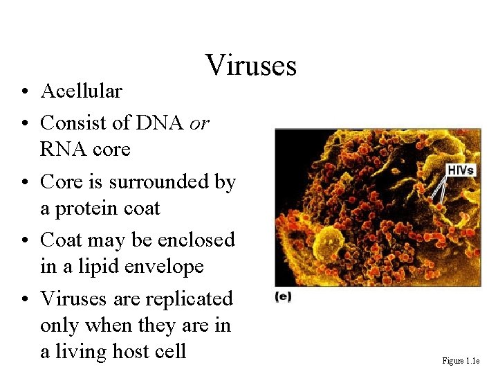 Viruses • Acellular • Consist of DNA or RNA core • Core is surrounded