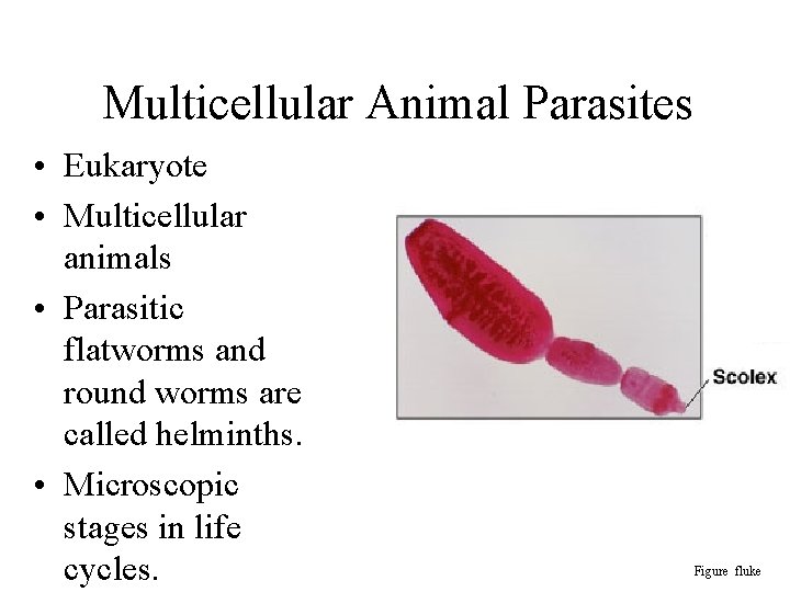 Multicellular Animal Parasites • Eukaryote • Multicellular animals • Parasitic flatworms and round worms