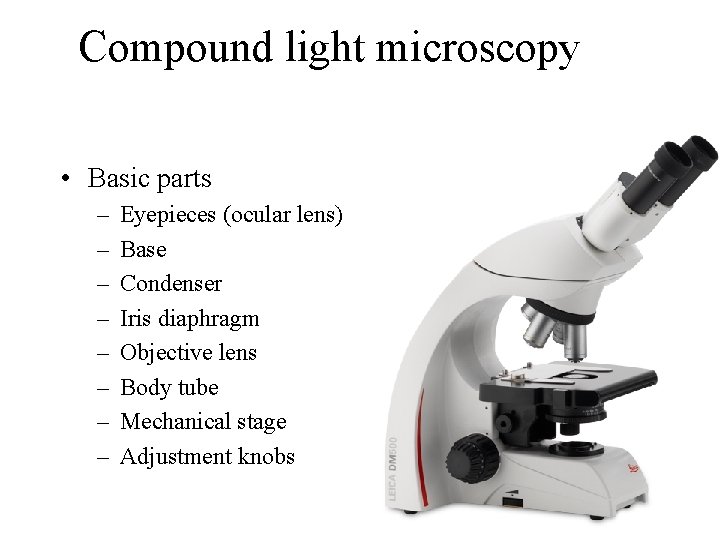 Compound light microscopy • Basic parts – – – – Eyepieces (ocular lens) Base