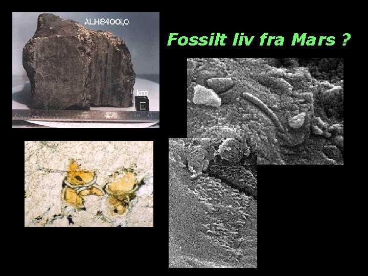 Fossilt liv fra Mars ? 