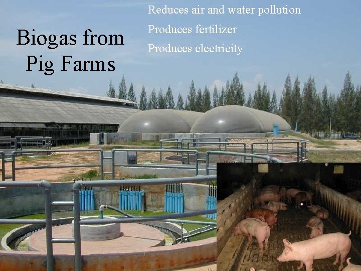 Reduces air and water pollution Biogas from Pig Farms Produces fertilizer Produces electricity 