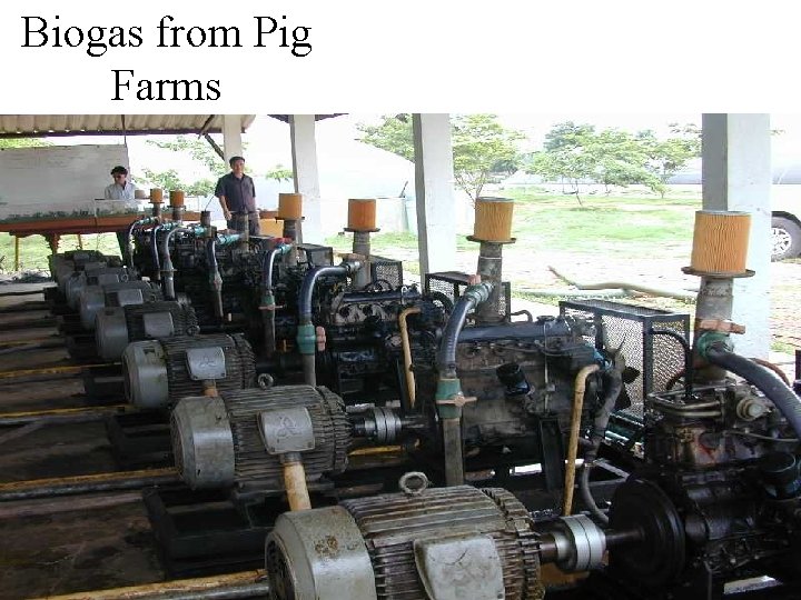 Biogas from Pig Farms 