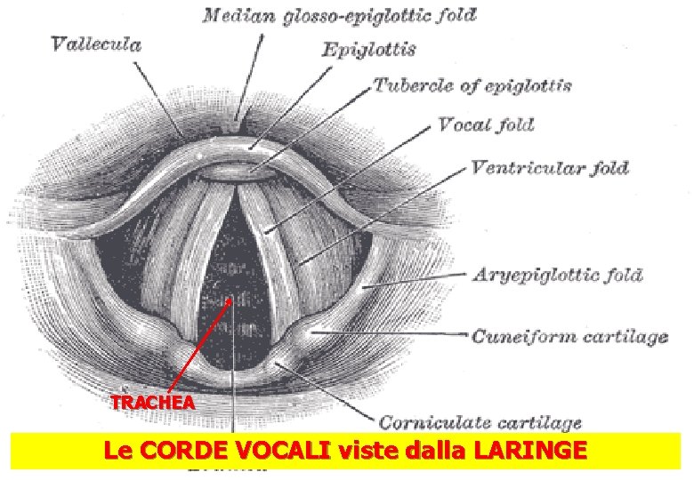 BIOLOGIA IL CORPO UMANO LEZIONE N 10 slide