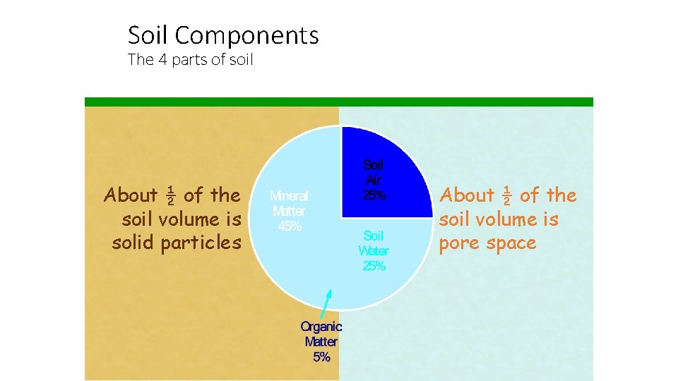 Soil Components The 4 parts of soil About ½ of the soil volume is