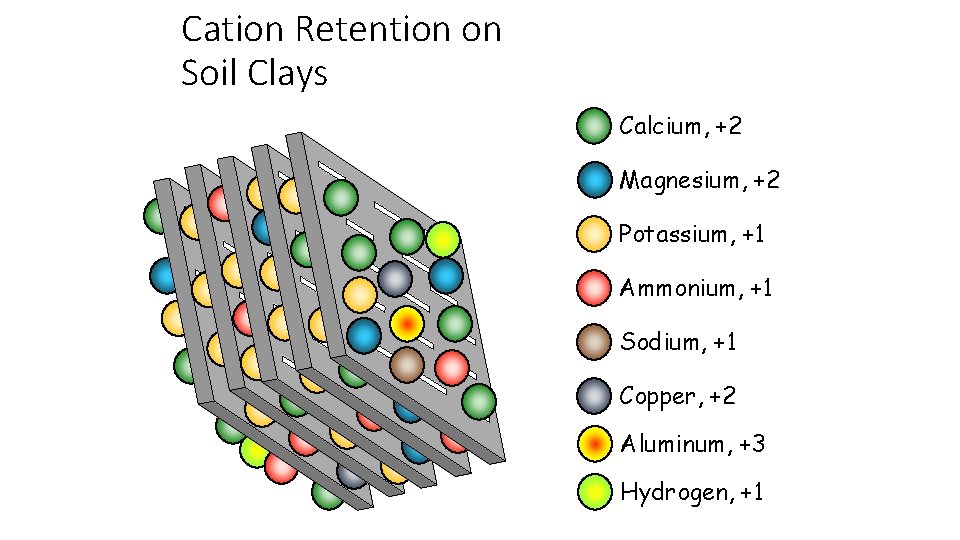 Cation Retention on Soil Clays Calcium, +2 Magnesium, +2 Potassium, +1 Ammonium, +1 Sodium,
