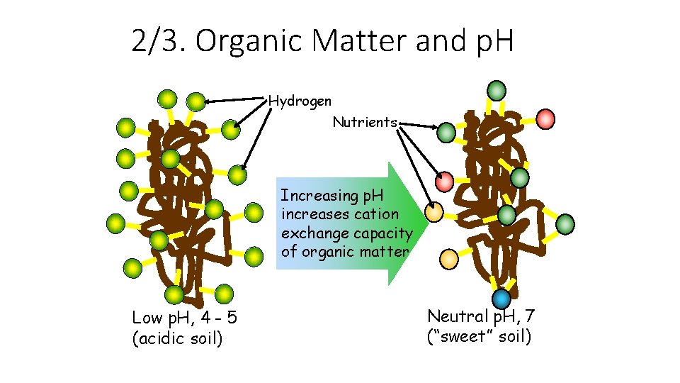 2/3. Organic Matter and p. H Hydrogen Nutrients Increasing p. H increases cation exchange