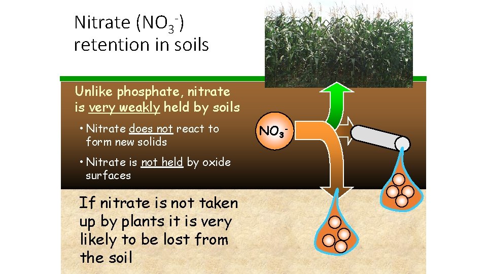 Nitrate (NO 3 -) retention in soils Unlike phosphate, nitrate is very weakly held