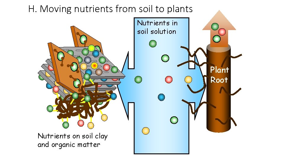 H. Moving nutrients from soil to plants Nutrients in soil solution Plant Root Nutrients