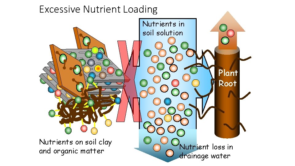 Excessive Nutrient Loading Nutrients in soil solution Plant Root Nutrients on soil clay and