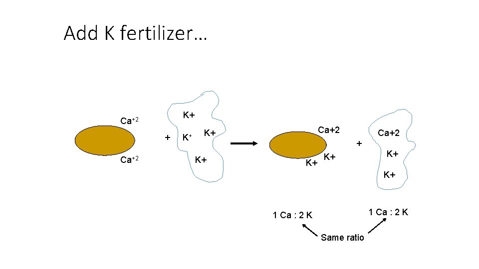 Add K fertilizer… K+ Ca+2 + K+ K+ K+ 1 Ca : 2 K