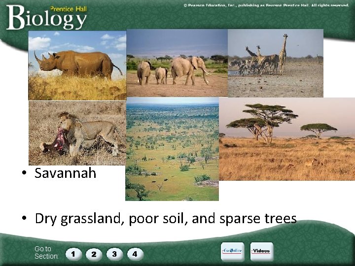  • Savannah • Dry grassland, poor soil, and sparse trees Go to Section: