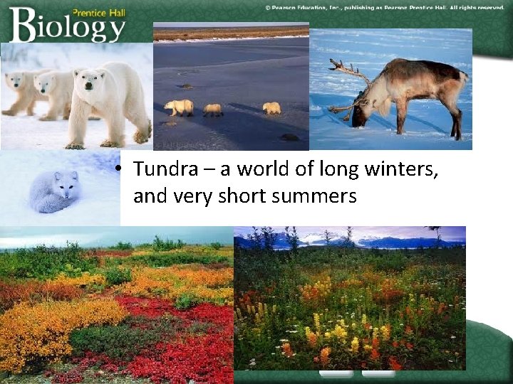 Other land areas • Tundra – a world of long winters, and very short