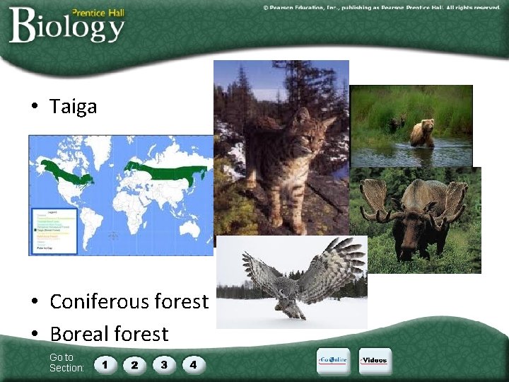  • Taiga • Coniferous forest • Boreal forest Go to Section: 