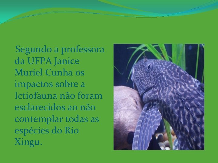 Segundo a professora da UFPA Janice Muriel Cunha os impactos sobre a Ictiofauna não