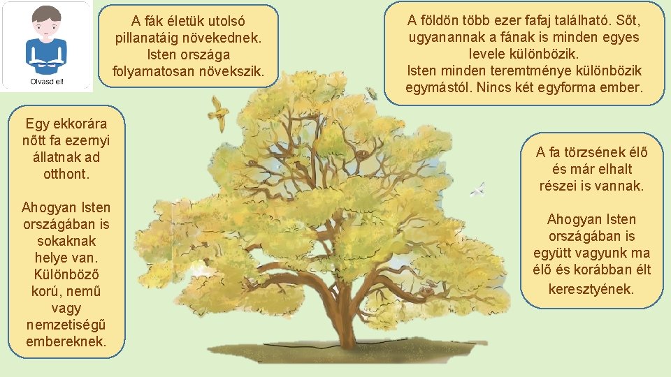 A fák életük utolsó pillanatáig növekednek. Isten országa folyamatosan növekszik. Egy ekkorára nőtt fa