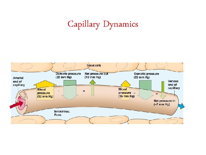 Capillary Dynamics 