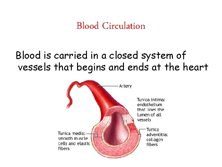 Blood Circulation Blood is carried in a closed system of vessels that begins and