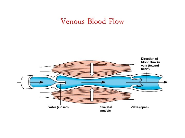 Venous Blood Flow 