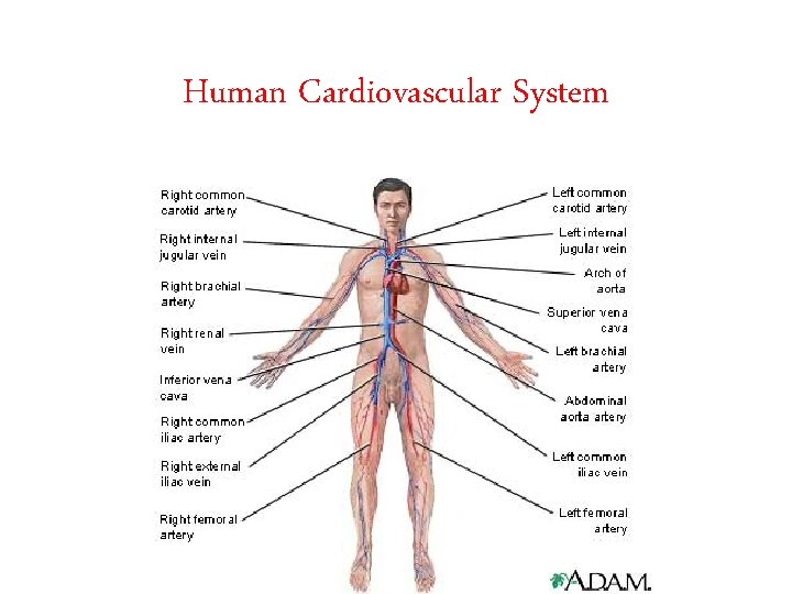 Human Cardiovascular System 