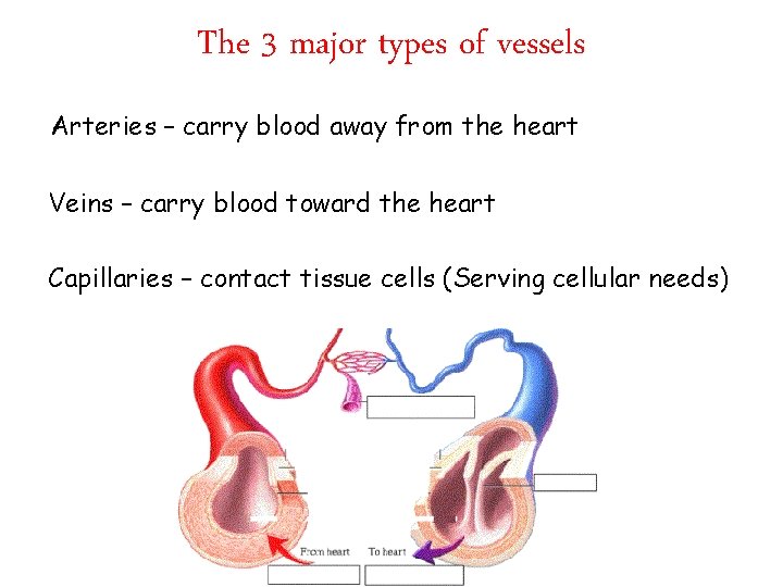 The 3 major types of vessels Arteries – carry blood away from the heart