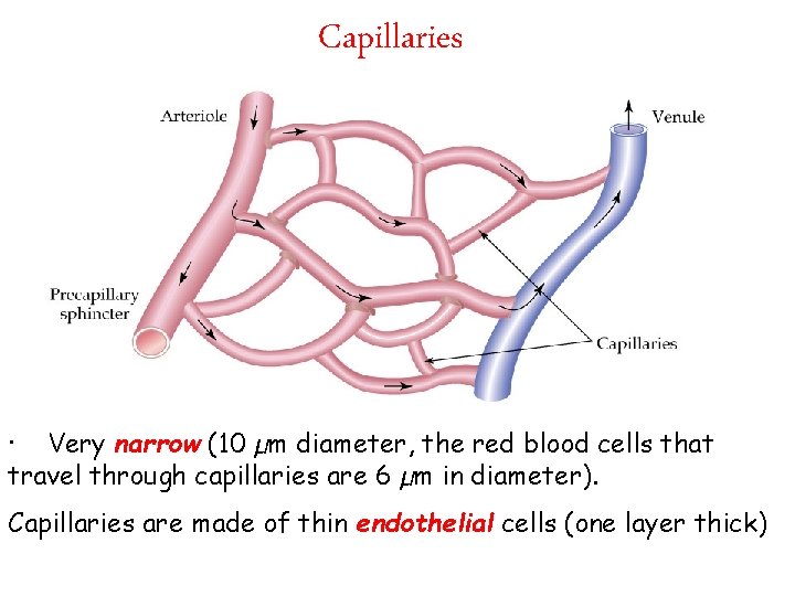 Capillaries · Very narrow (10 µm diameter, the red blood cells that travel through