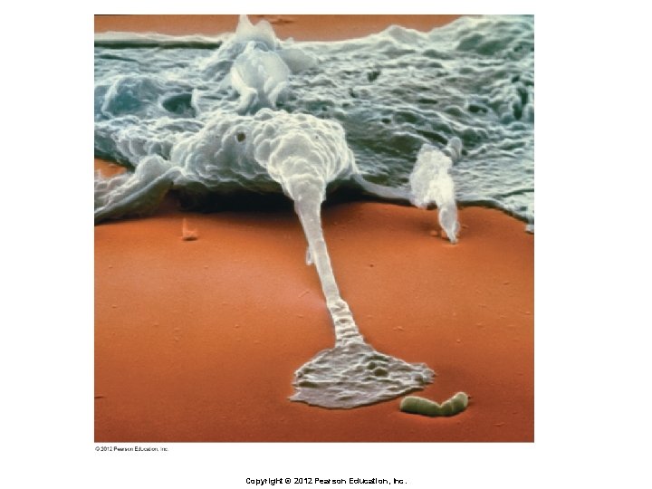 Copyright © 2012 Pearson Education, Inc. 