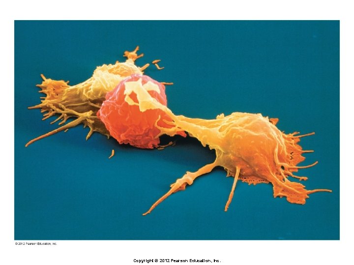 Copyright © 2012 Pearson Education, Inc. 