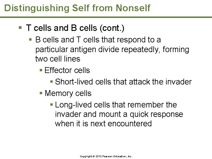 Distinguishing Self from Nonself § T cells and B cells (cont. ) § B