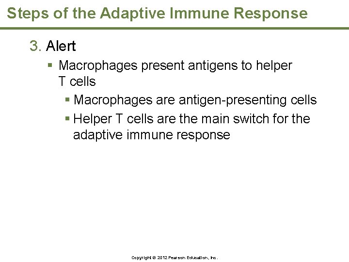Steps of the Adaptive Immune Response 3. Alert § Macrophages present antigens to helper