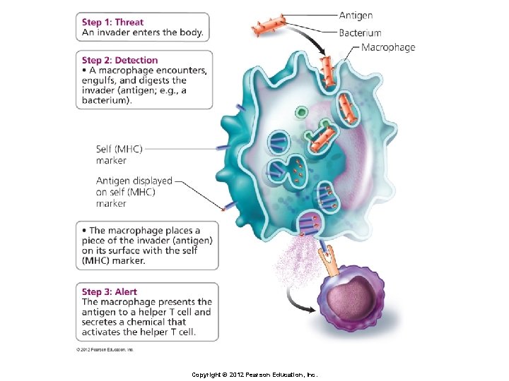 Copyright © 2012 Pearson Education, Inc. 