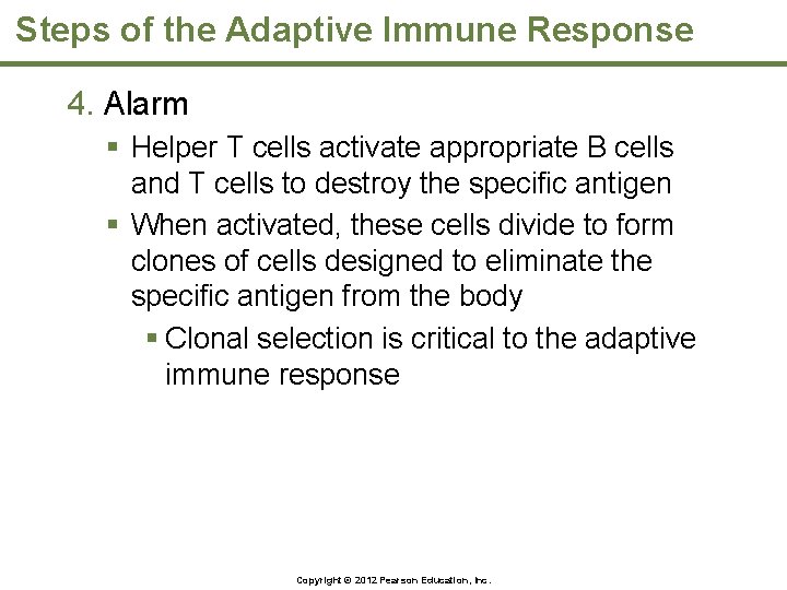 Steps of the Adaptive Immune Response 4. Alarm § Helper T cells activate appropriate