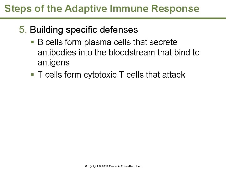 Steps of the Adaptive Immune Response 5. Building specific defenses § B cells form