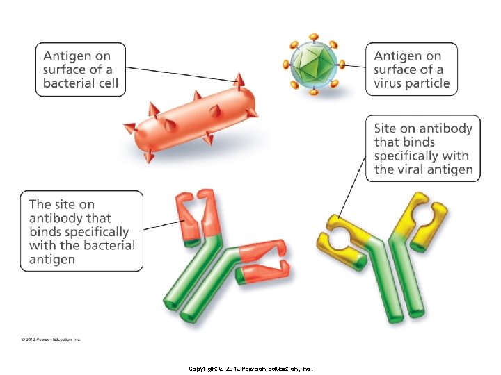 Copyright © 2012 Pearson Education, Inc. 