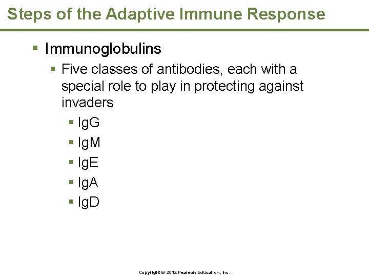 Steps of the Adaptive Immune Response § Immunoglobulins § Five classes of antibodies, each