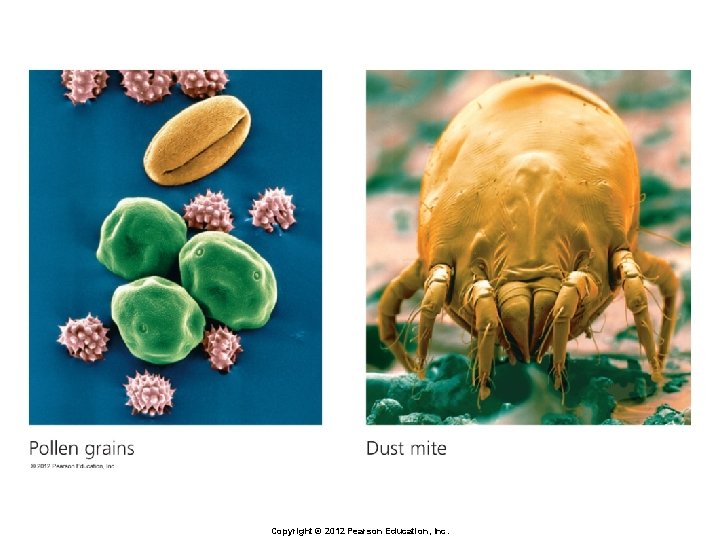 Copyright © 2012 Pearson Education, Inc. 