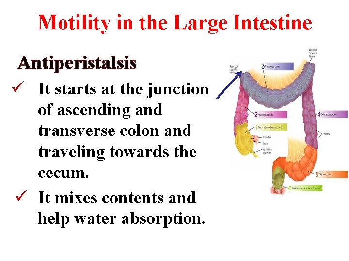 Motility in the Large Intestine Antiperistalsis ü It starts at the junction of ascending