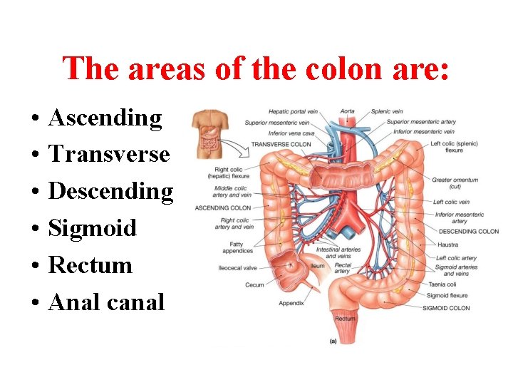 The areas of the colon are: • • • Ascending Transverse Descending Sigmoid Rectum