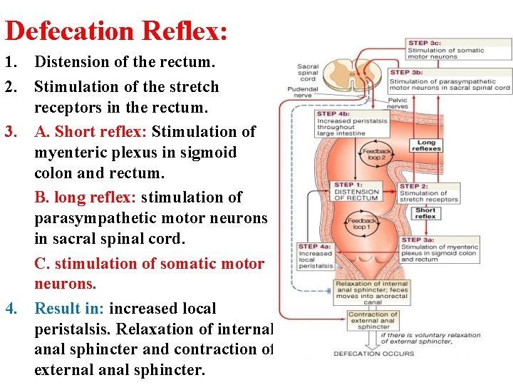 Defecation Reflex: 1. Distension of the rectum. 2. Stimulation of the stretch receptors in