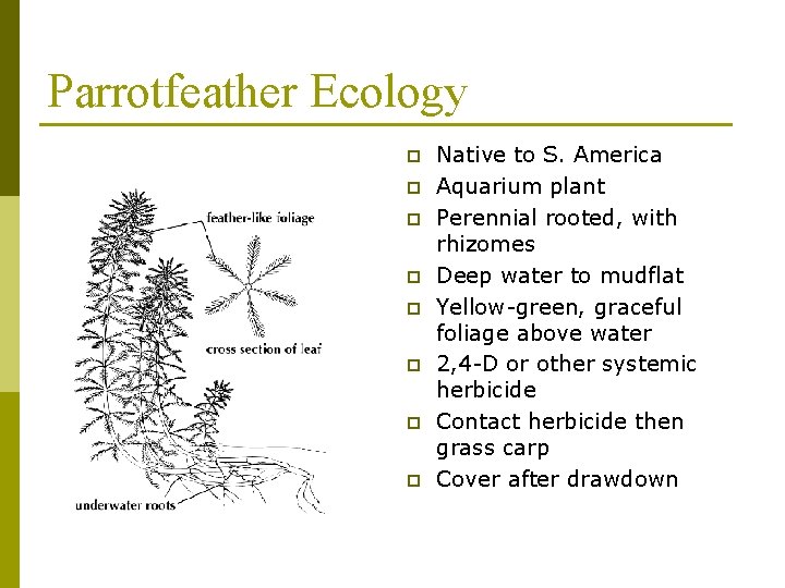 Parrotfeather Ecology p p p p Native to S. America Aquarium plant Perennial rooted,