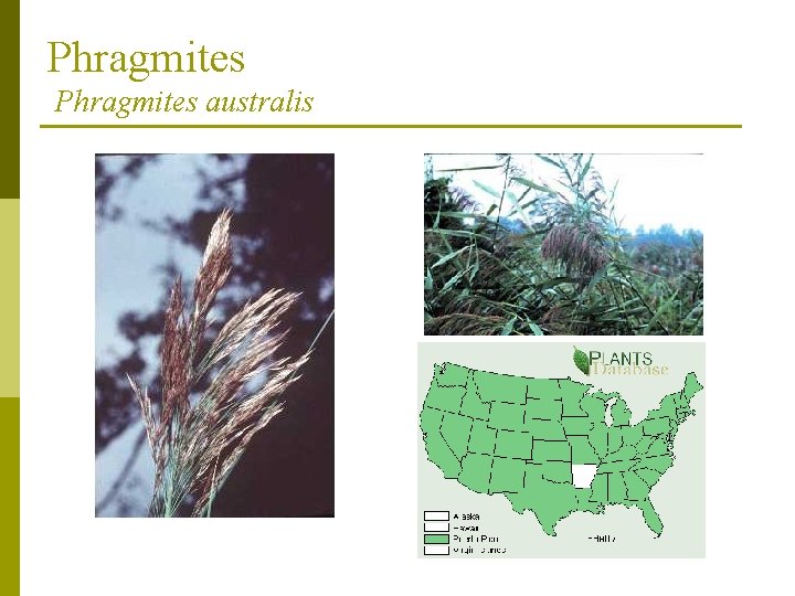 Phragmites australis 