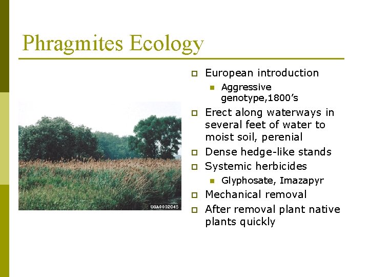 Phragmites Ecology p European introduction n p p p Erect along waterways in several
