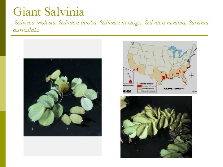 Giant Salvinia molesta, Salvinia biloba, Salvinia herzogii, Salvinia minima, Salvinia auriculata 
