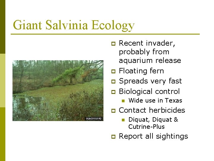 Giant Salvinia Ecology p p Recent invader, probably from aquarium release Floating fern Spreads