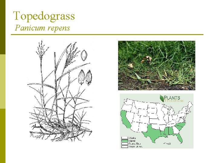 Topedograss Panicum repens 