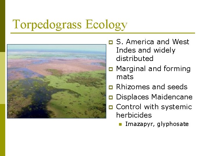 Torpedograss Ecology p p p S. America and West Indes and widely distributed Marginal