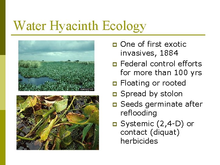 Water Hyacinth Ecology p p p One of first exotic invasives, 1884 Federal control