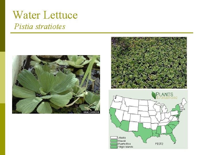 Water Lettuce Pistia stratiotes 
