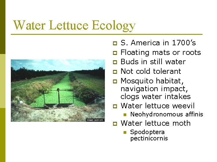 Water Lettuce Ecology p p p S. America in 1700’s Floating mats or roots