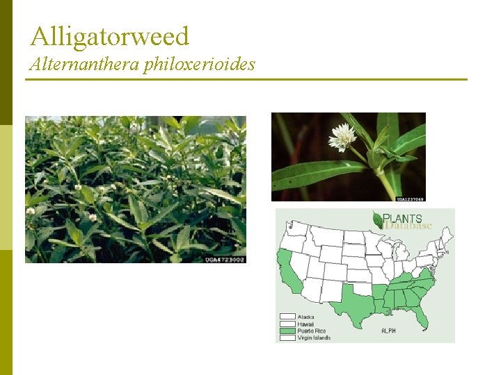 Alligatorweed Alternanthera philoxerioides 